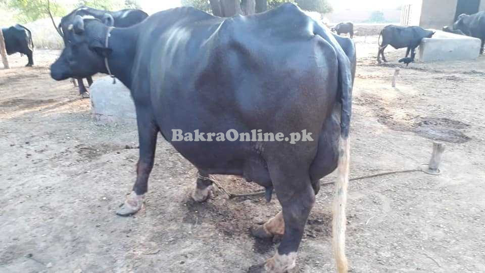 Buffalo for Sale in Rawalpindi