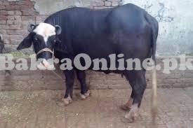 Buffalo for Sale in Lahore