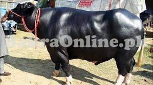Buffalo for Sale in Rawalpindi