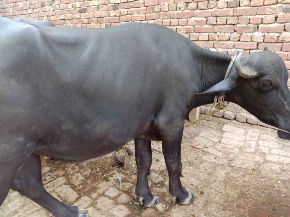 A male buffalo bull for sale