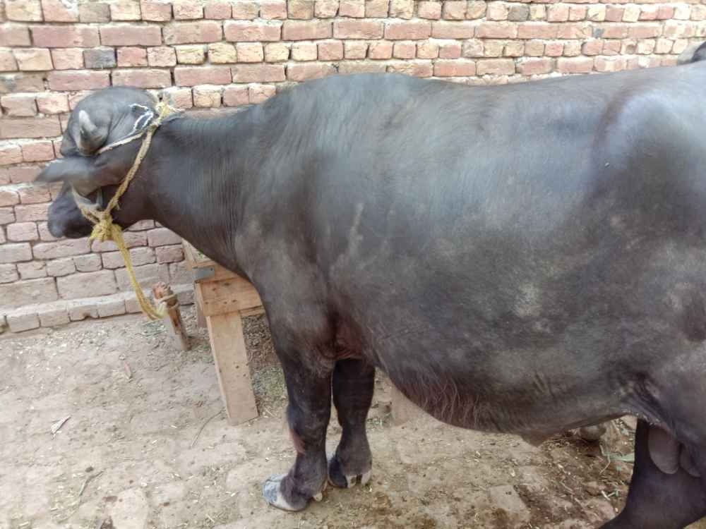 A male buffalo bull for sale
