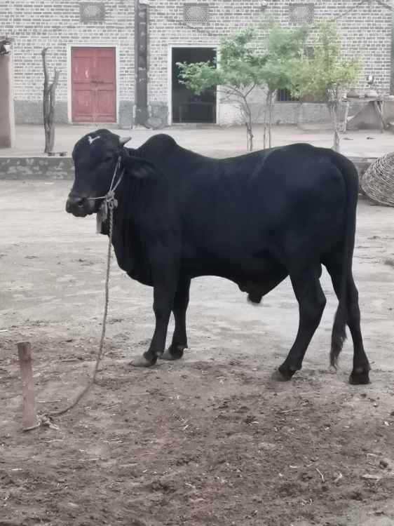 Beautiful Black Bull for Qurbani