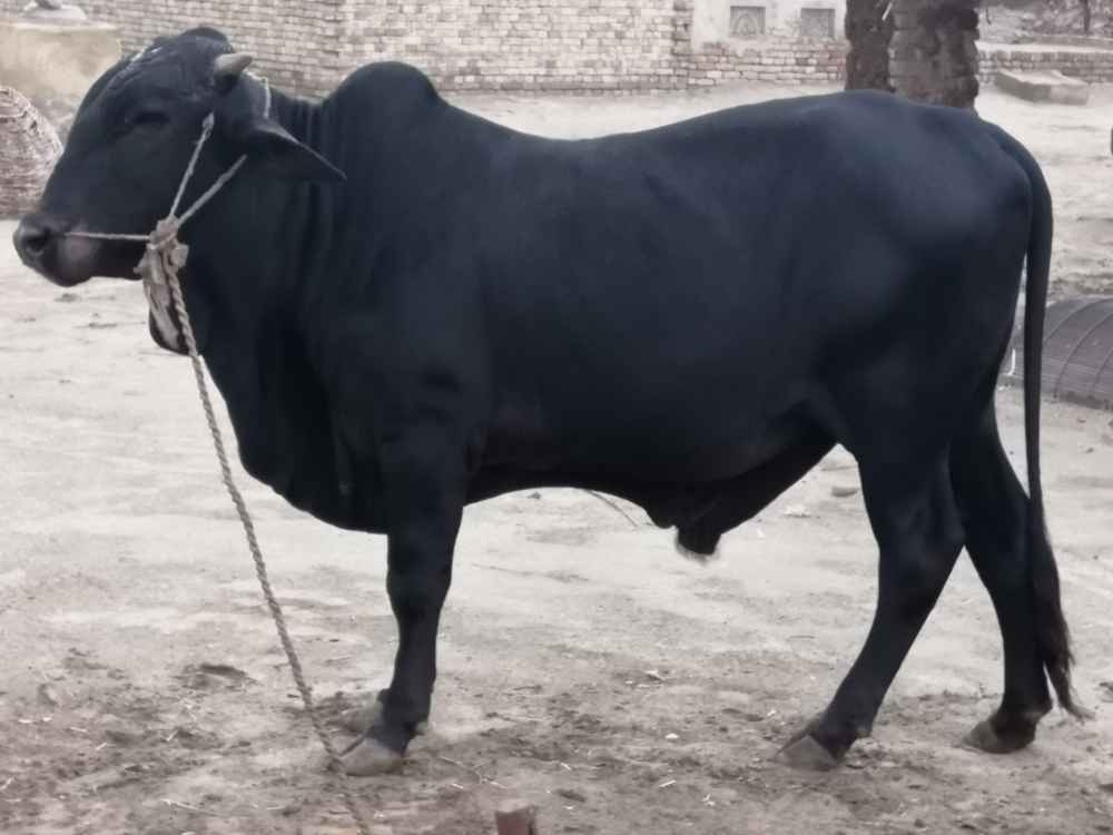 Beautiful Black Bull for Qurbani Animal Qurbani Sale 2022