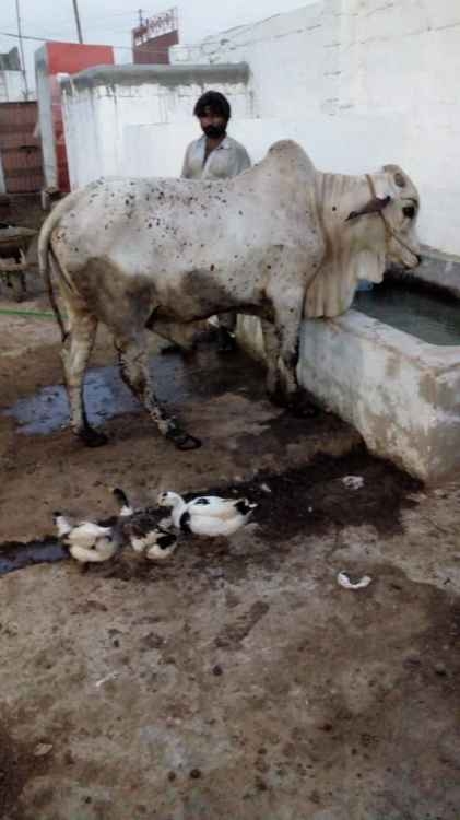 White bull for qurbani Animal Qurbani Sale 2022