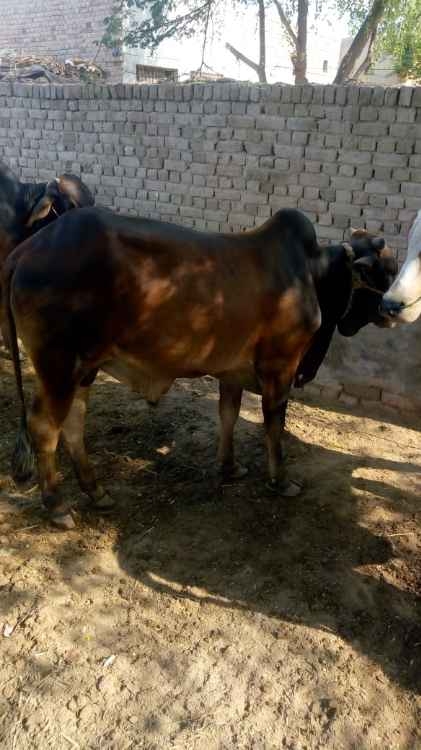 brown cow for qurbani
