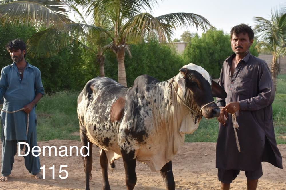 Qurbani Bull for Sale in Karachi