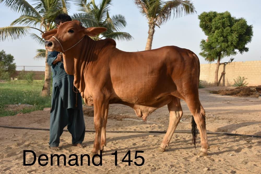 Eid Animals 2020