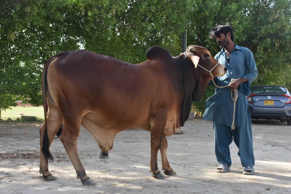 Qurbani Bull for Sale in Karachi