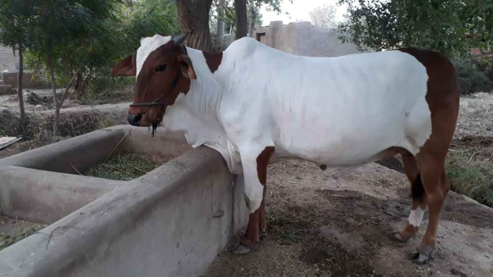 Bull for Qurbani