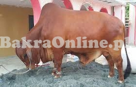 Brown Bull is for Sale for Qurbani Eid
