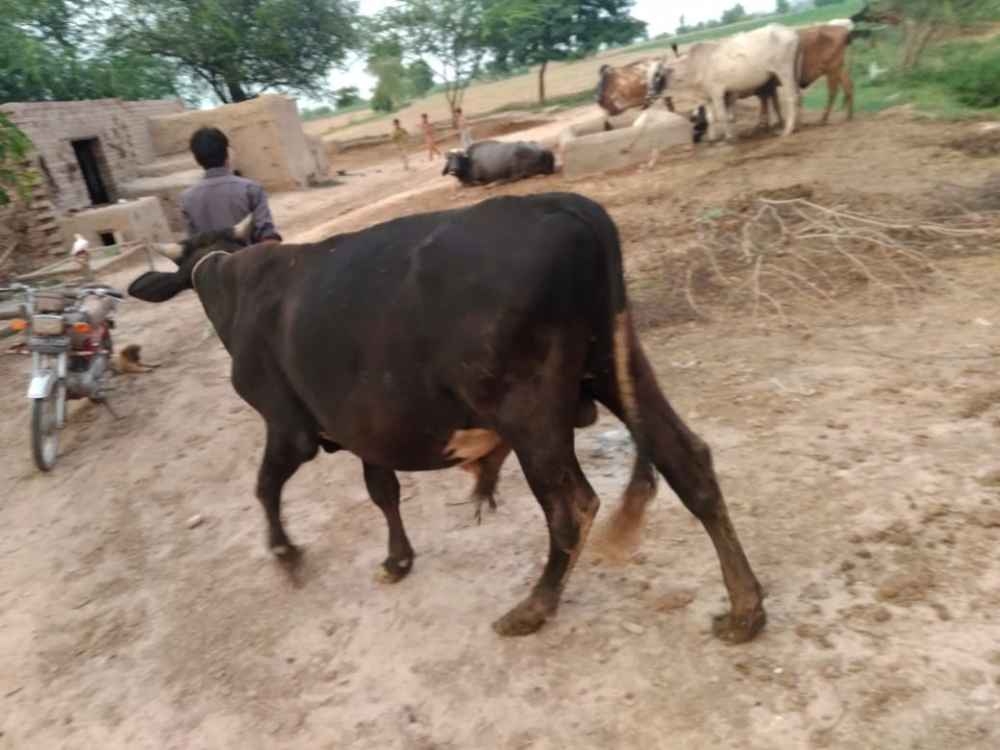 Doonda bull for sale