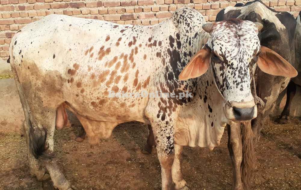 Special sahiwal Bull for sale