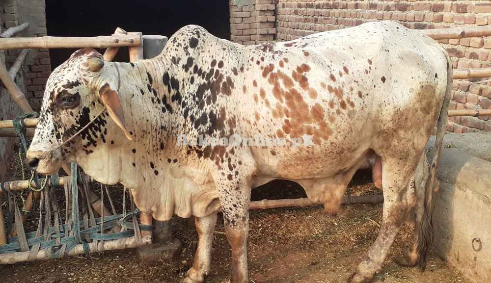 Special sahiwal Bull for sale