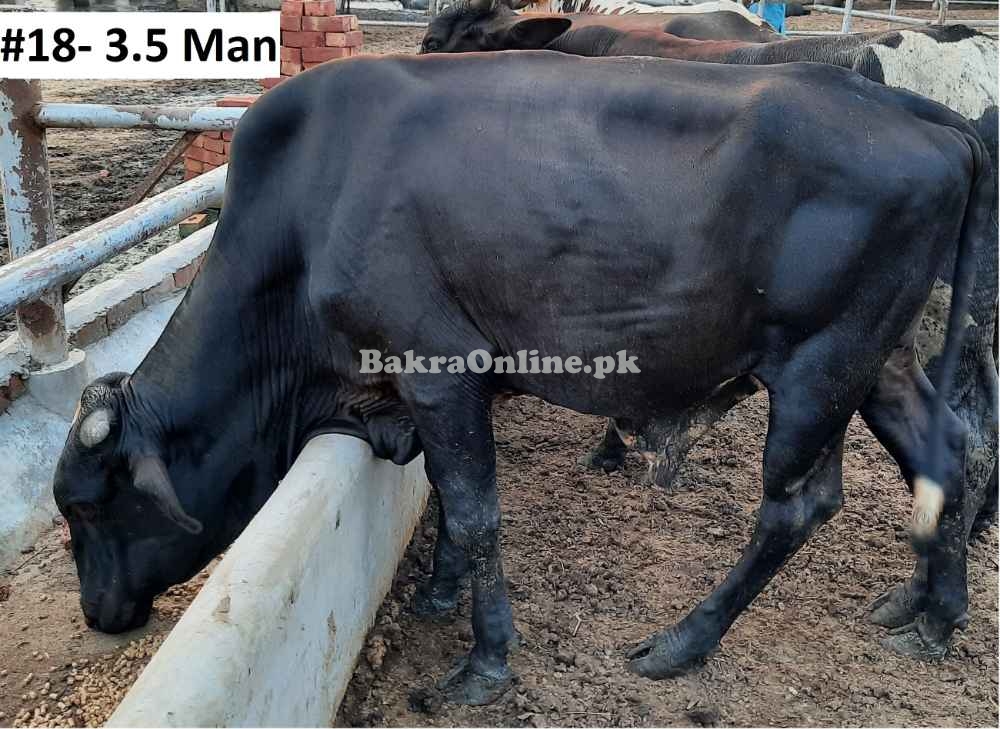 Affordable Qurbani Bull Bachra