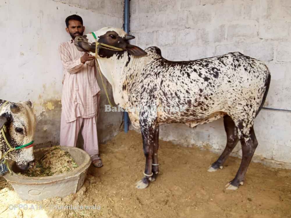 Qurbani bulls Karachi