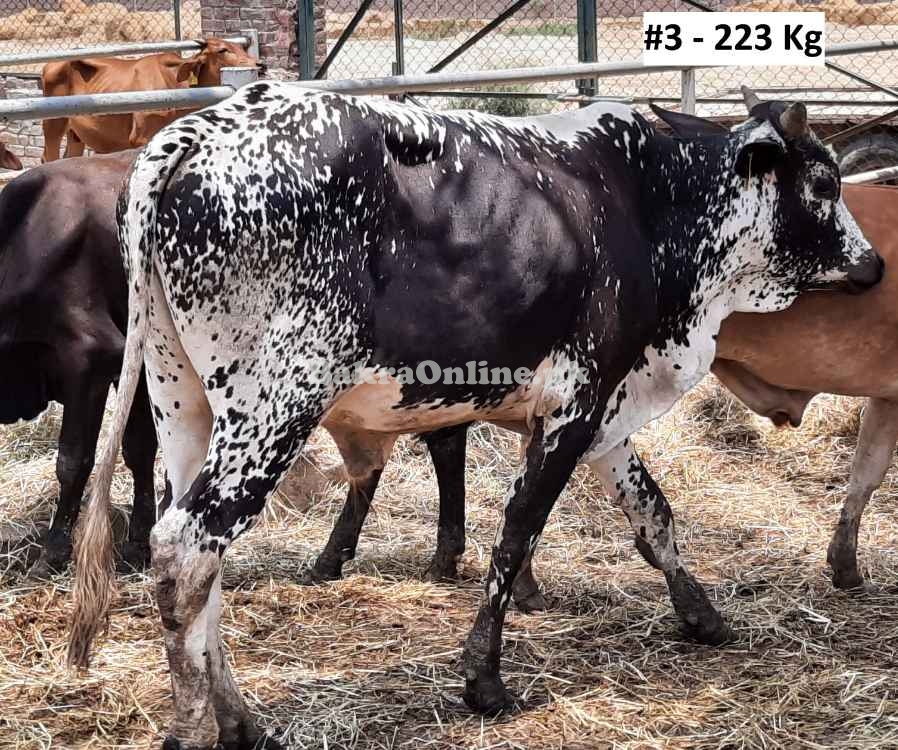 Affordable Qurbani Bull / Bachra # 4