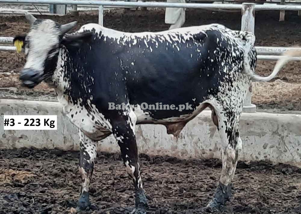Affordable Qurbani Bull / Bachra # 4