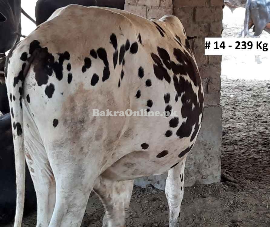 Beautiful Qurbani Bull / Bachra # 14 (Rs 310 / Kg)