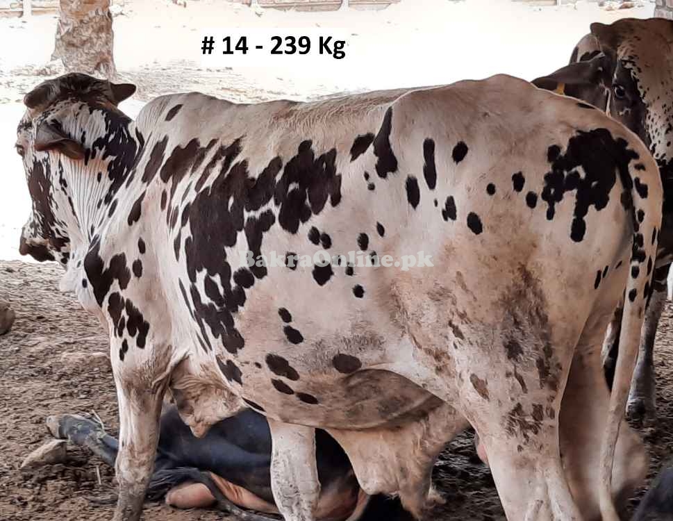 Beautiful Qurbani Bull / Bachra # 14 (Rs 310 / Kg)
