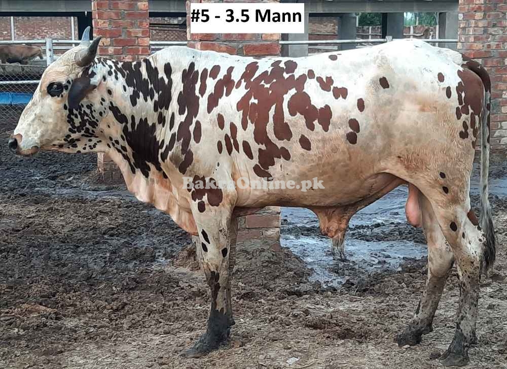 Affordable Qurbani Bull / Bachra # 5 (Rs 290 / Kg) Animal Qurbani Sale 2022