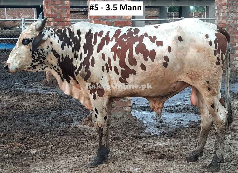 Affordable Qurbani Bull / Bachra # 5 (Rs 290 / Kg) Animal Qurbani Sale 2022 Affordable Qurbani Bull / Bachra # 5 (Rs 290 / Kg) Animal Qurbani Sale 2022