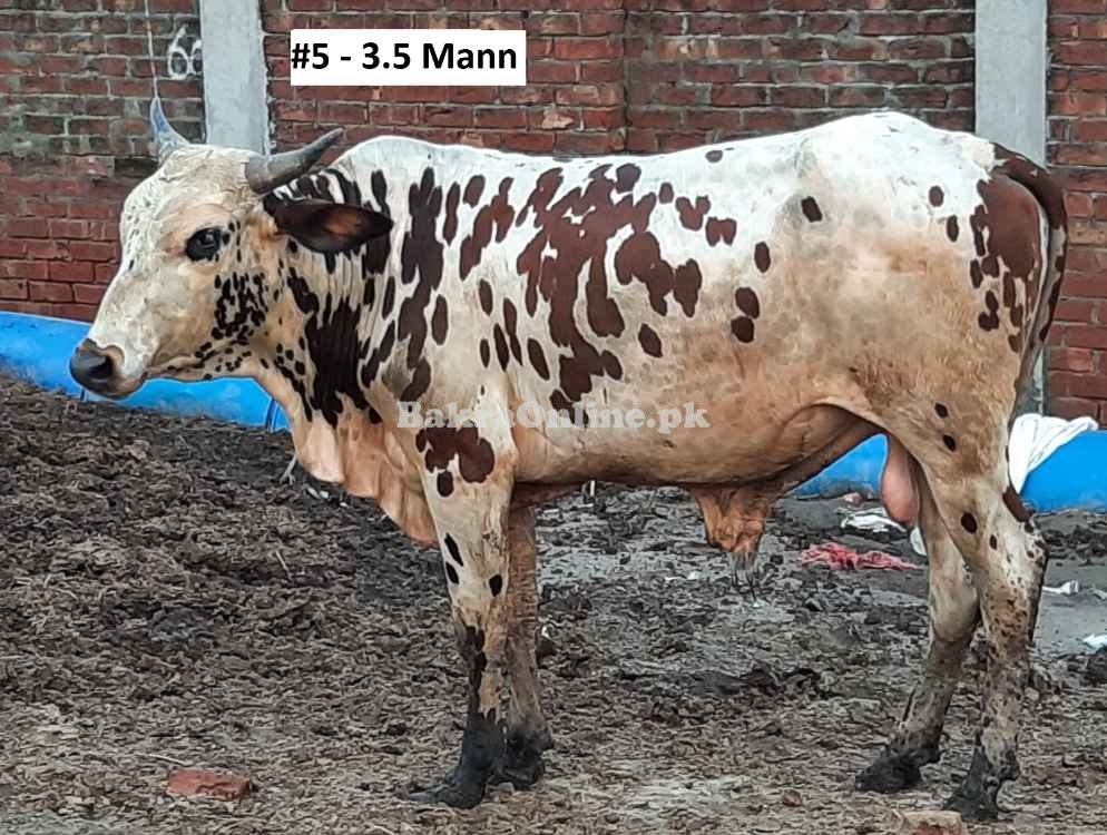 Affordable Qurbani Bull / Bachra # 5 (Rs 290 / Kg)