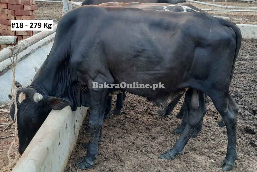 Affordable Qurbani Bull / Bachra # 18 (Rs 295/Kg)
