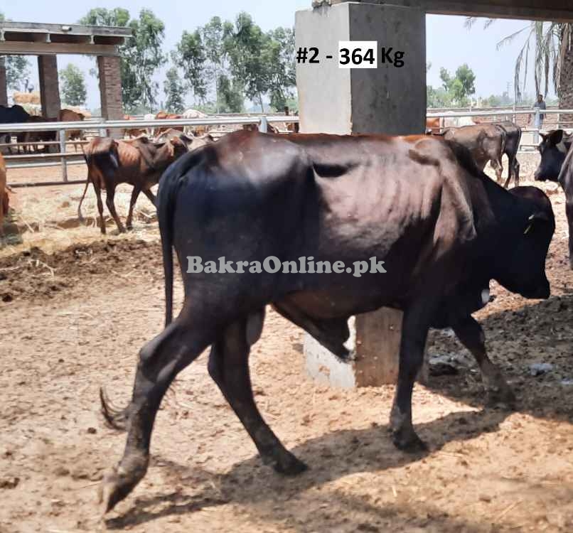 Beautiful Qurbani Bull / Bachra # 2 (Rs 290 / Kg)