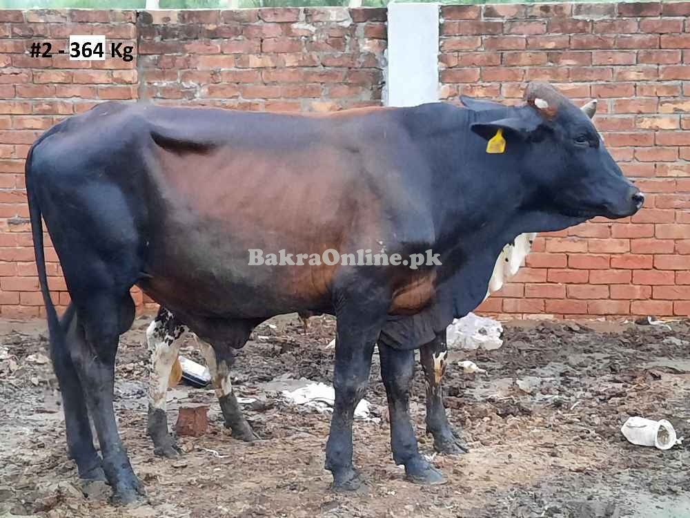 Beautiful Qurbani Bull / Bachra # 2 (Rs 290 / Kg)