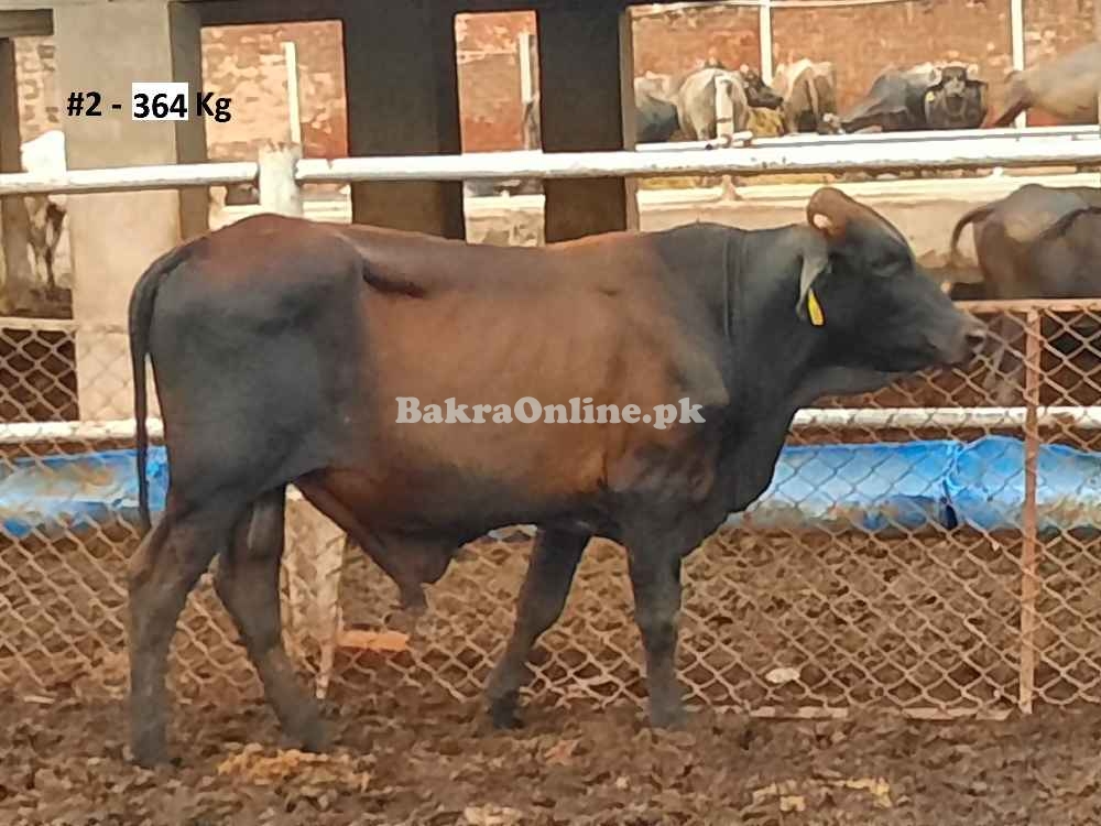 Beautiful Qurbani Bull / Bachra # 2 (Rs 290 / Kg)