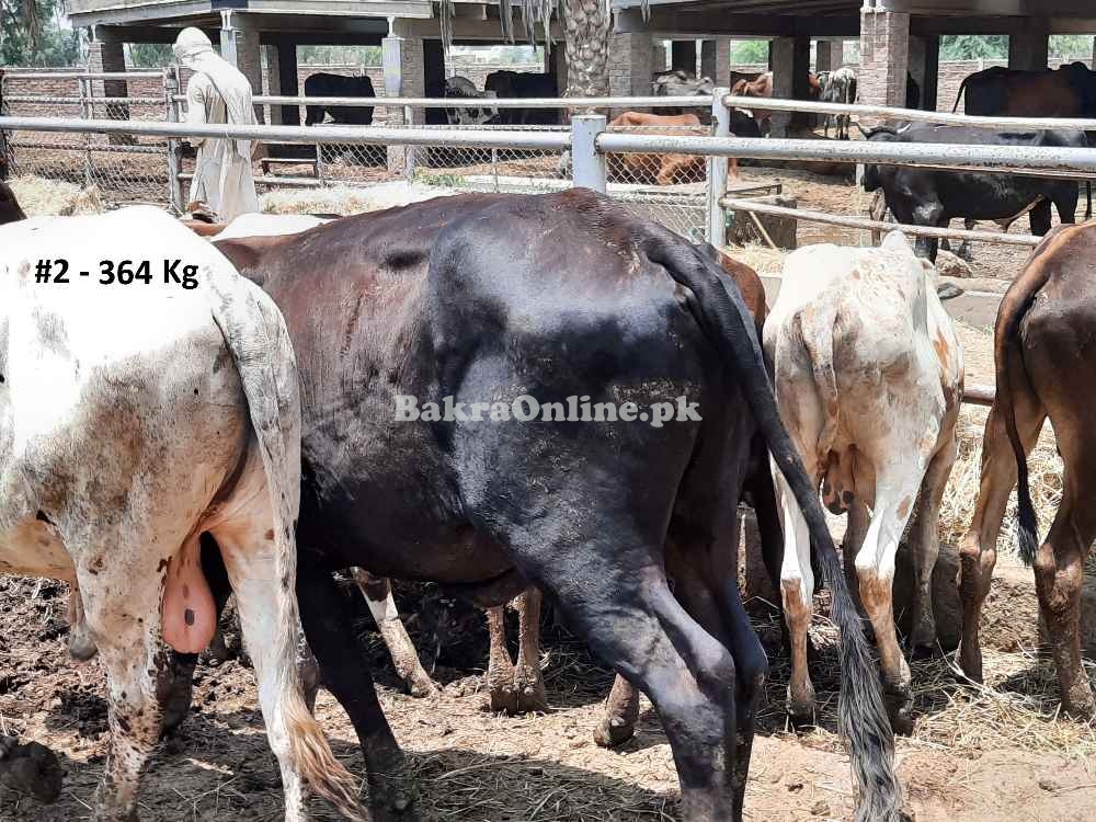 Beautiful Qurbani Bull / Bachra # 2 (Rs 290 / Kg)