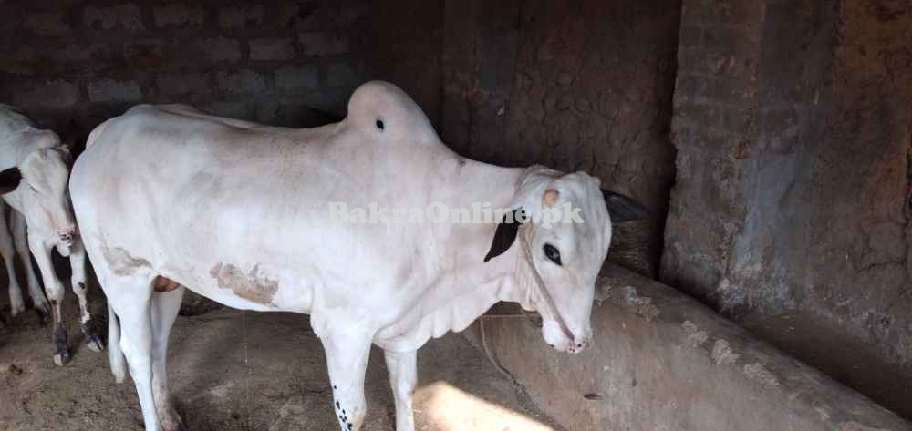 Bail Chitta kabooter Animal Qurbani Sale 2022