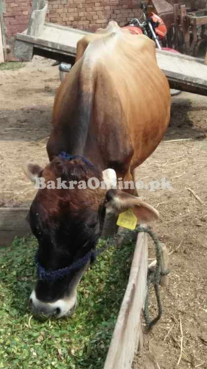 Bull cross breed with long whale and height with average physical apea