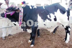 Bull for Sale in Rawalpindi