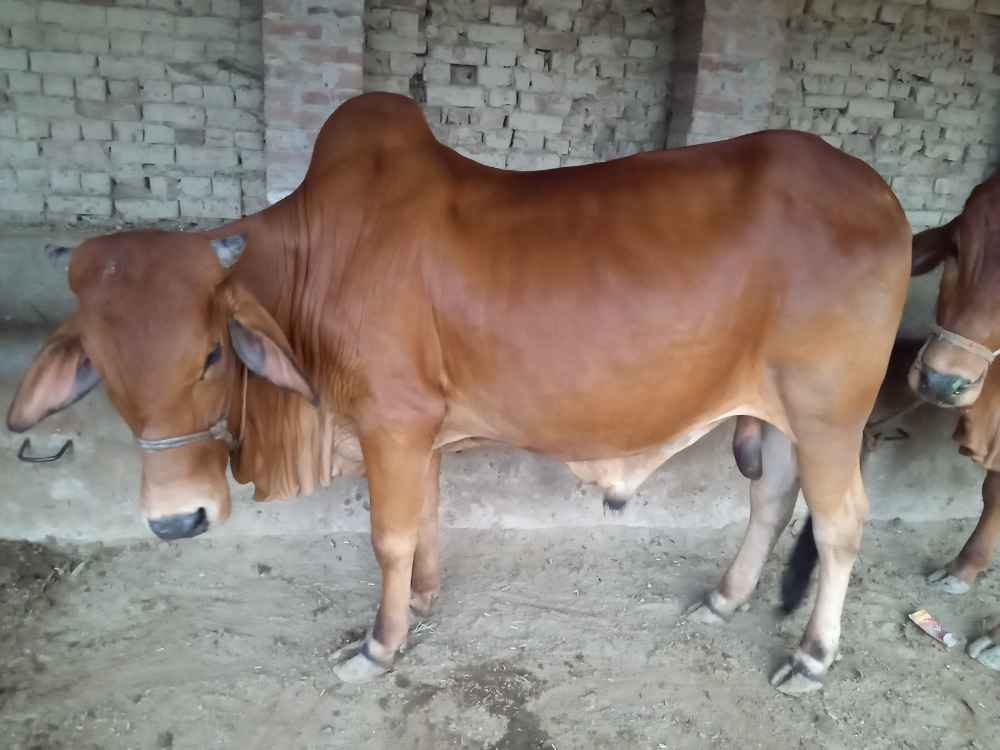 See My Beautiful Bull Animal Qurbani Sale 2022