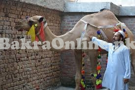 Camel for Qurbani Eid 2020