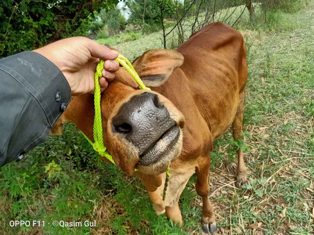 قربانی کے لئے خوبصورت اور مناسب گائے
