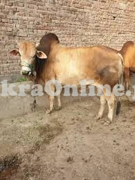 Cow for Bakra Eid 2020