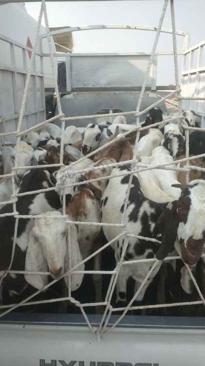 Bakra hassi for sale in h-13 kashmir highway Islamabad