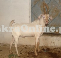 White Goat for Sale