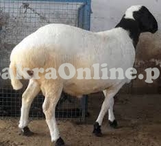 Sheep for Sale for Qurbani in Peshawar