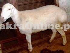 Sheep for Sale in Sialkot
