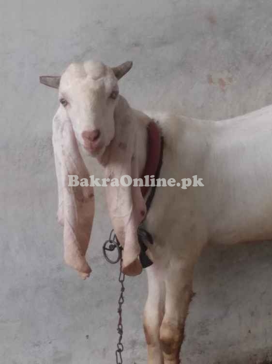 Gulabi bakra 11 month age Animal Qurbani Sale 2022
