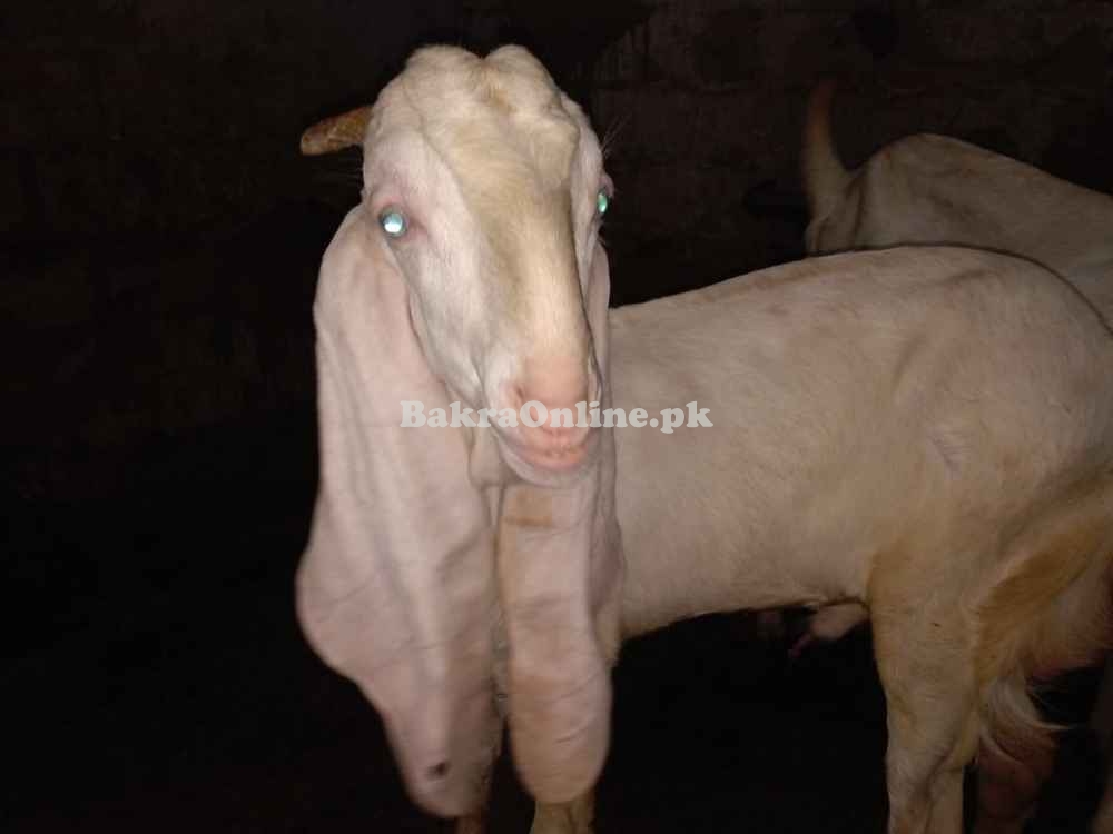 Goat/ Bakra Nasli Gulabi/ Albino pure white