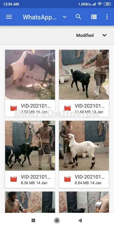 10 healthy bakray for sale urgent age 9 to 10 months qurbani 2021 purp Animal  Qurbani Sale 2022
