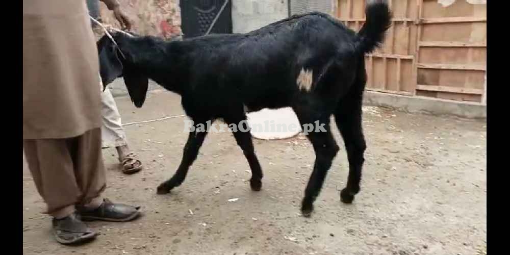 10 healthy bakray for sale urgent age 9 to 10 months qurbani 2021 purp