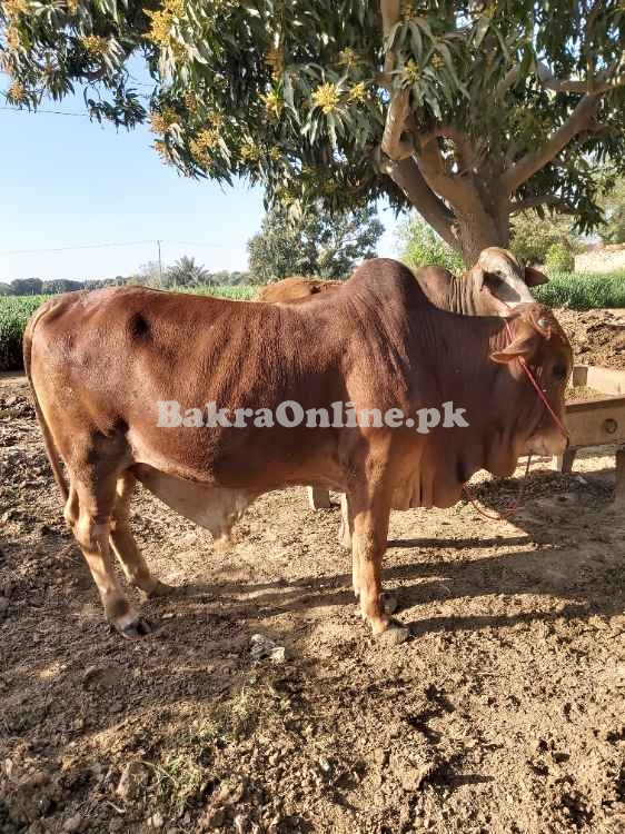 Sahiwal Bull for for qurbani 2021