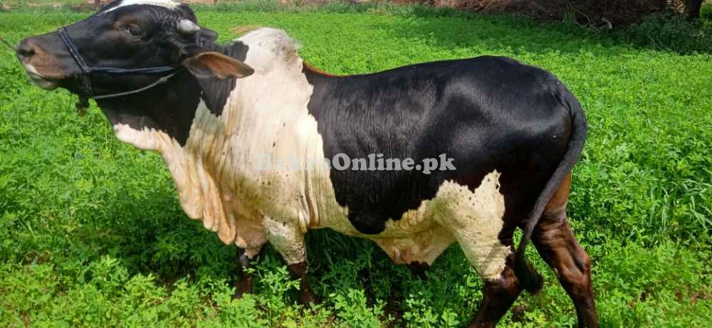 Barhaman Lal patail bull