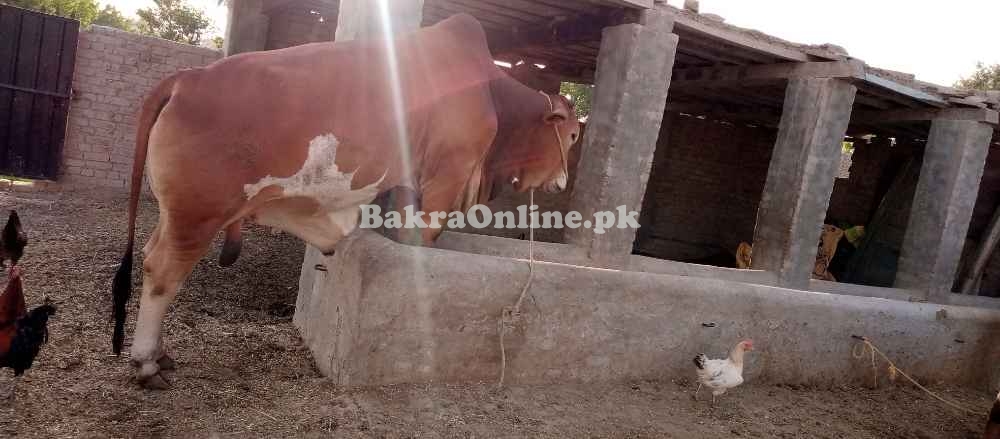 Bull for sale in Bahawalpur