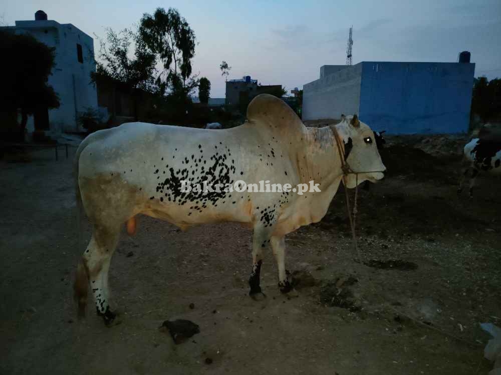 Bull For Sale In Pakistan